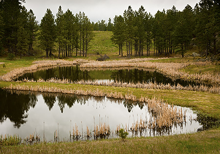 Ponds with Cattails, Black Hills, SD